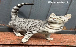 Bengal cats for sale: Beautiful Bengal Cross Kittens! Price Reduced!! in Rochdale - Image 4