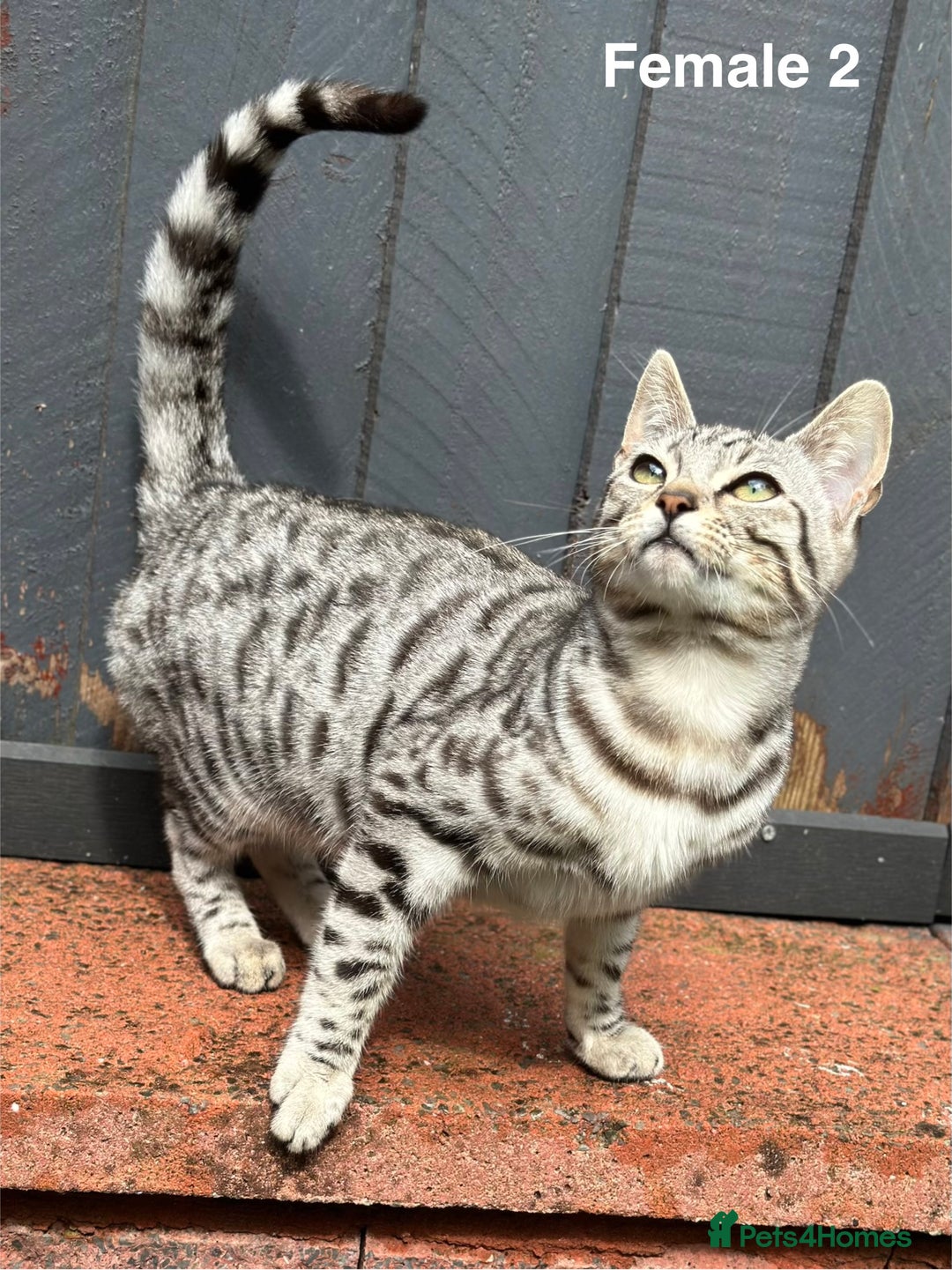 Bengal cats for sale: Beautiful Bengal Cross Kittens! Price Reduced!! in Rochdale - Image 4