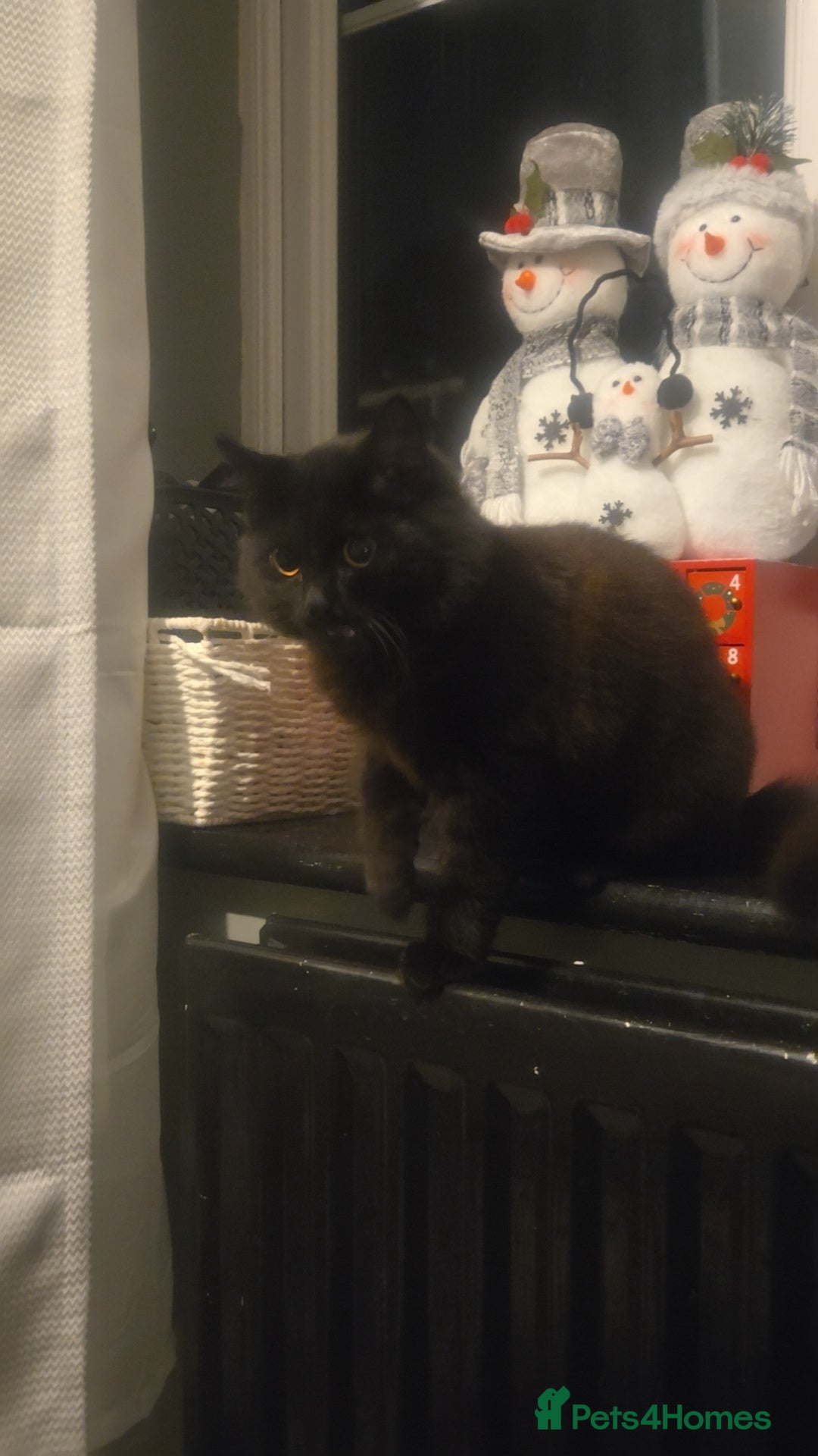 Maine Coon cats for sale: Maine Coon cross for sale  - Image 2