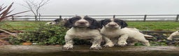 English Springer Spaniel dogs for sale: English Springer spaniel puppies  - Advert 1