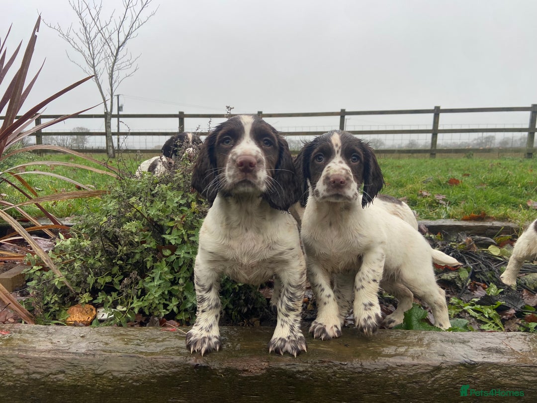 English Springer Spaniel dogs for sale: English Springer spaniel puppies  - Advert 1