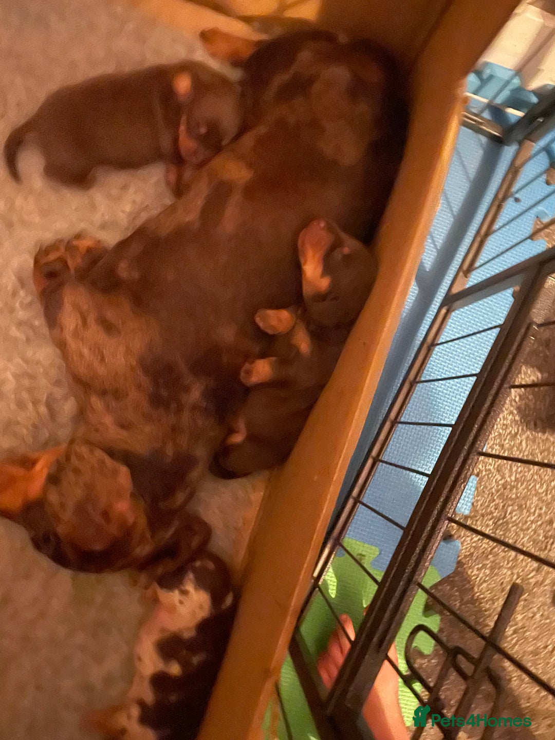 Dachshund dogs for sale: Miniature Dachshund pups - Image 7