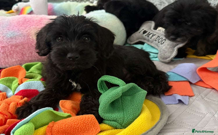 Schnoodle dogs - Advert 1
