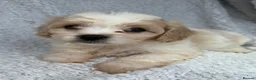 Cavachon dogs for sale: Stunning cavachons puppies  - Advert 9