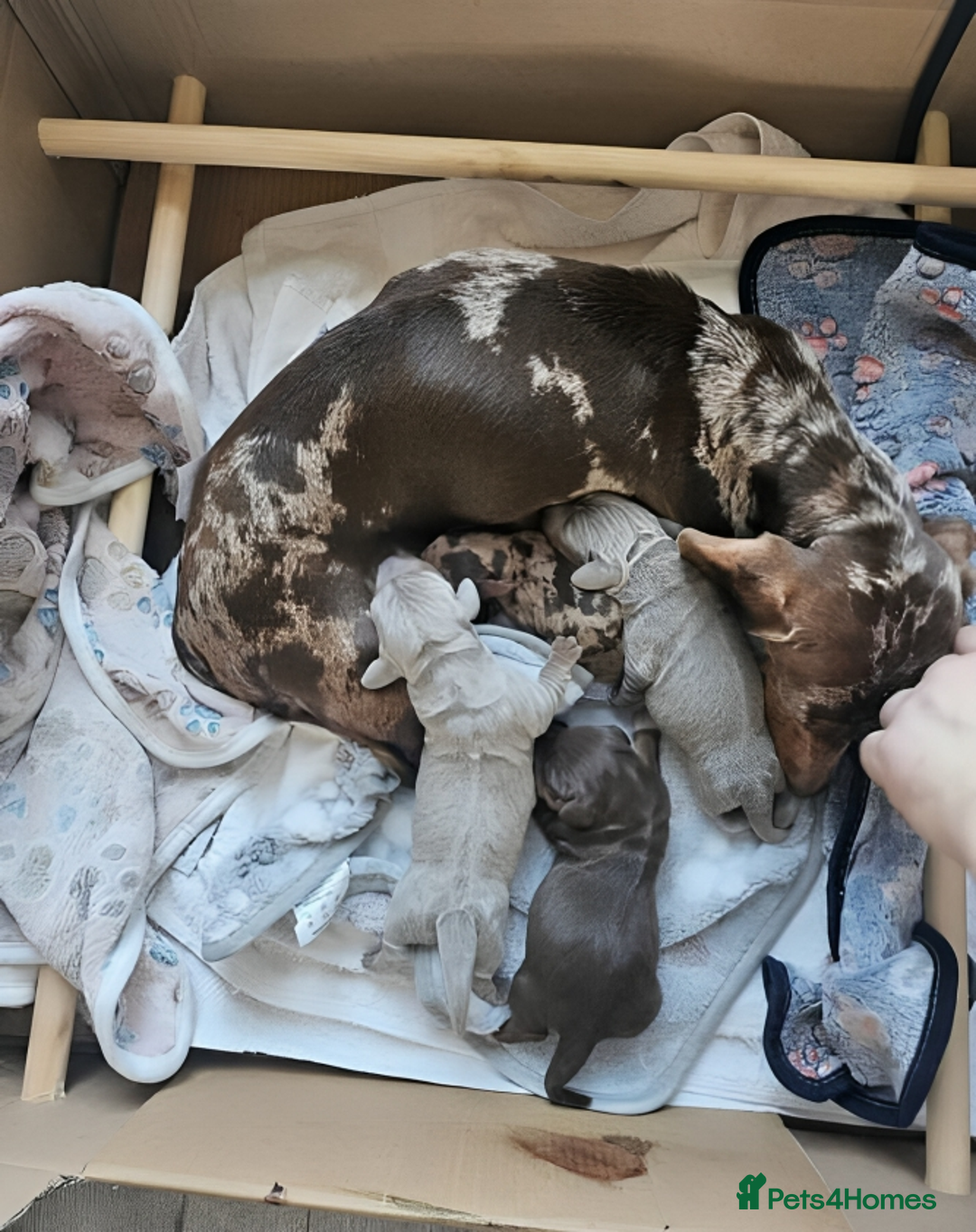 Miniature Dachshund dogs for sale: Beautiful Miniature Dachshunds for Sale - Image 7