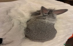 Mini Lion Lop rabbits for sale: Adorable, grey bunny - Image 5
