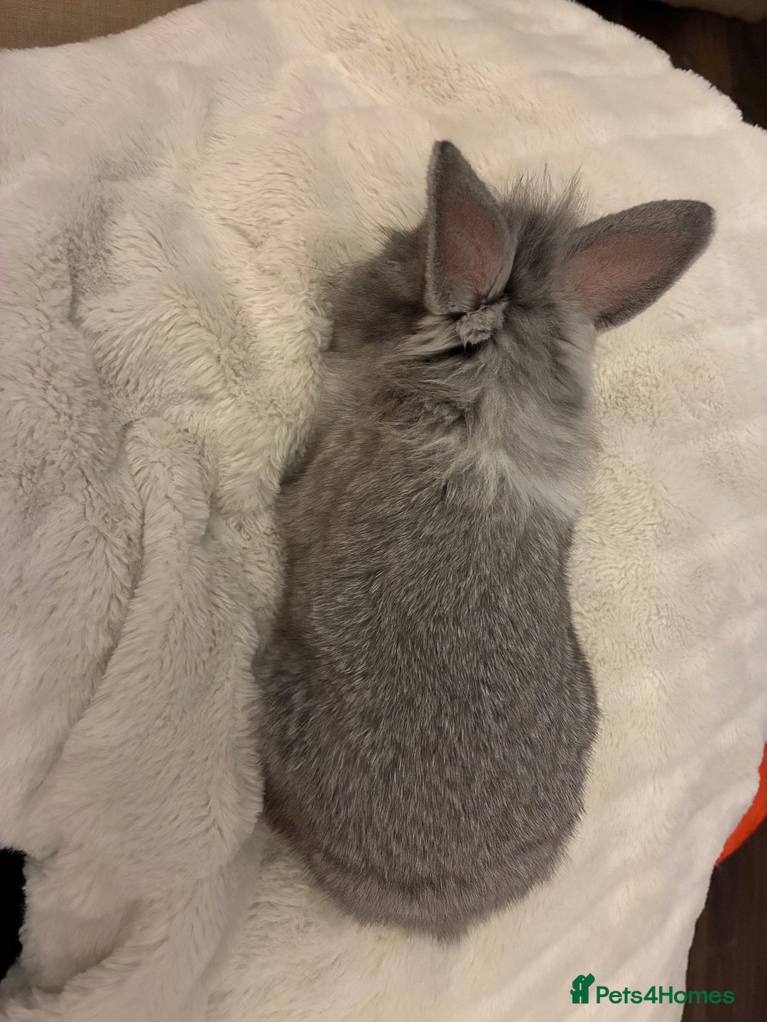 Mini Lion Lop rabbits for sale: Adorable, grey bunny - Image 5