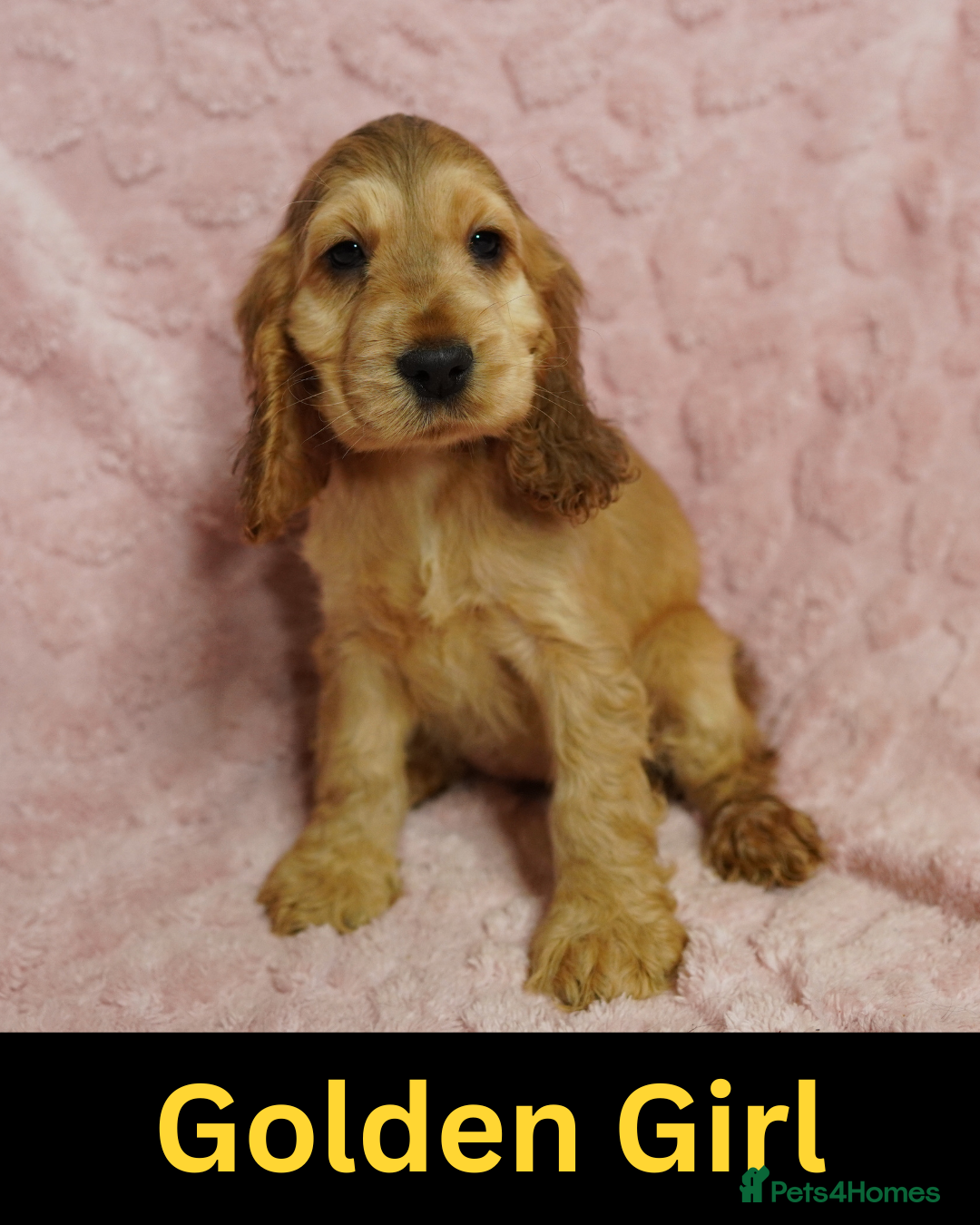 Cocker Spaniel dogs Quality, Show type, Cocker spaniel puppies. - Advert 6