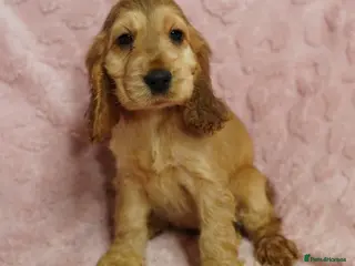 Cocker Spaniel dogs Quality, Show type, Cocker spaniel puppies. - Advert 6