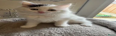 Ragdoll Kitten 4