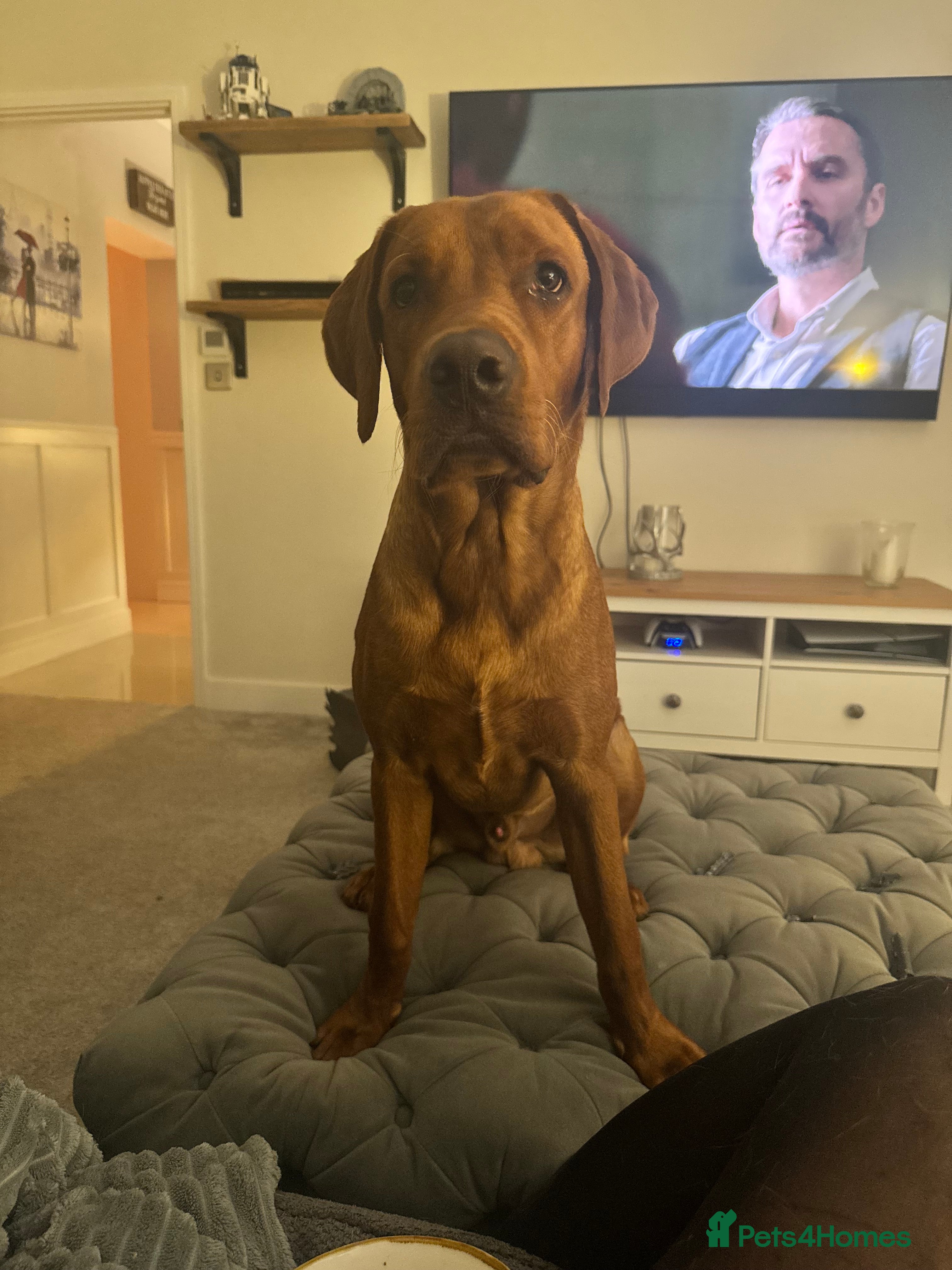 Labrador Retriever dogs Male Red Fox Lab working breed for Stud - Advert 1