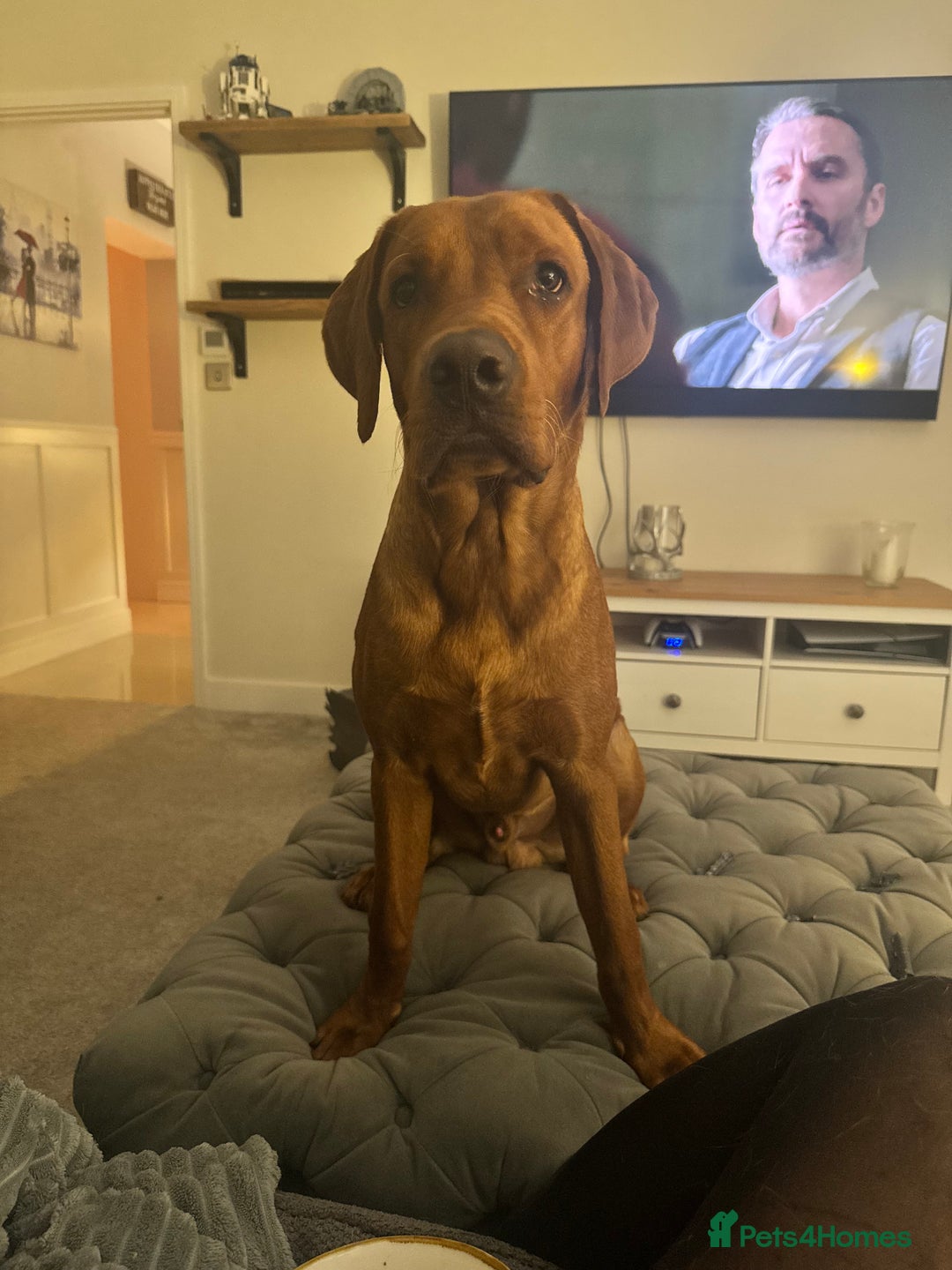 Labrador Retriever dogs for stud: Male Red Fox Lab working breed for Stud - Advert 1