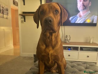 Labrador Retriever dogs Male Red Fox Lab working breed for Stud - Advert 23