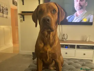 Labrador Retriever dogs Male Red Fox Lab working breed for Stud - Advert 12