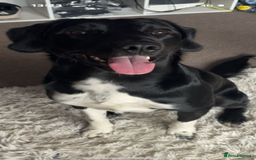 Sprollie dogs for stud: Rocket - Image 2