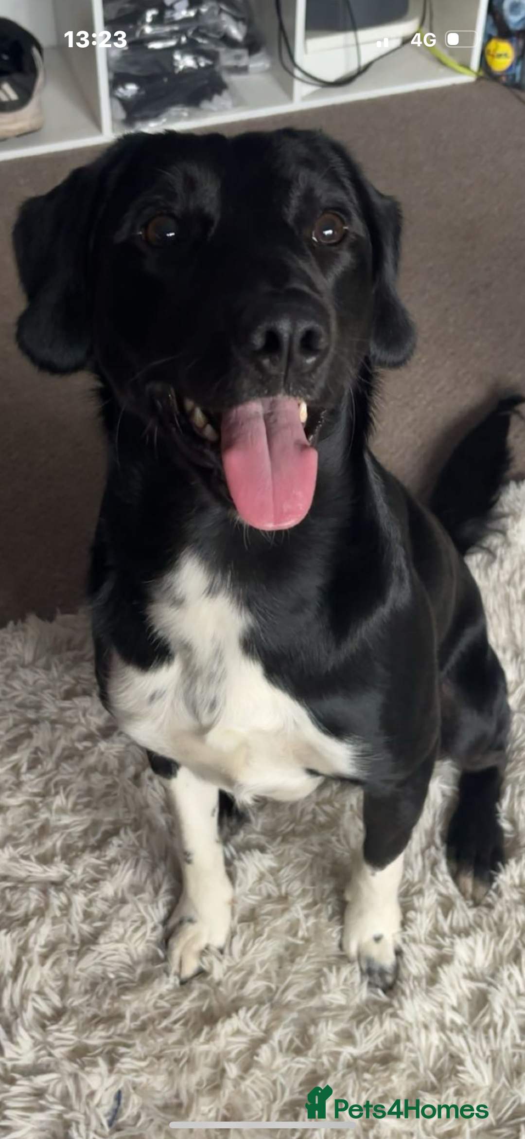 Sprollie dogs for stud: Rocket - Image 2