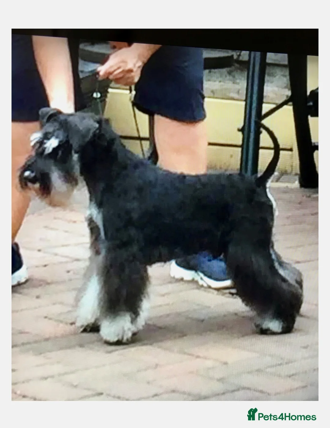 Miniature Schnauzer dogs for sale: Stunning Miniature Schnauzers - Advert 4