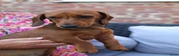 Dachshund dogs for sale: TWO PUPPIES LEFT- KC REG AND MICROCHIPPED in Southport - Advert 5
