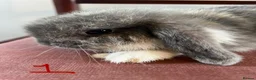 Mini Lop rabbits for sale: Beautiful Mini Lop Babies in Loughborough - Advert 4
