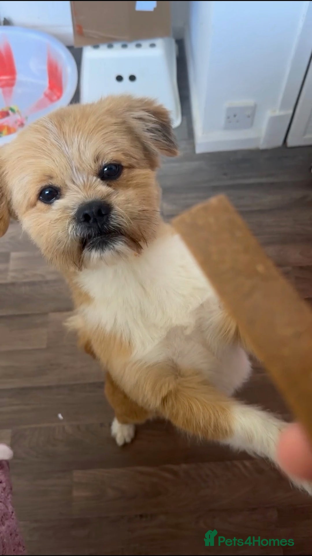 Mixed Breed dogs for sale: Pom/Shih Tzu cross, 4 years old -Needs loving home - Advert 3