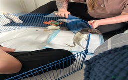 Rat rodents for sale: Dumbo female rats for sale 12 week old  - Image 2