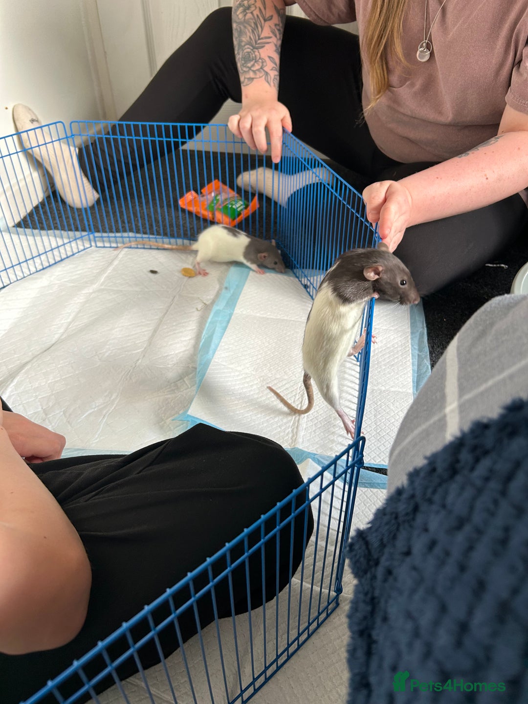 Rat rodents for sale: Dumbo female rats for sale 12 week old  - Image 2
