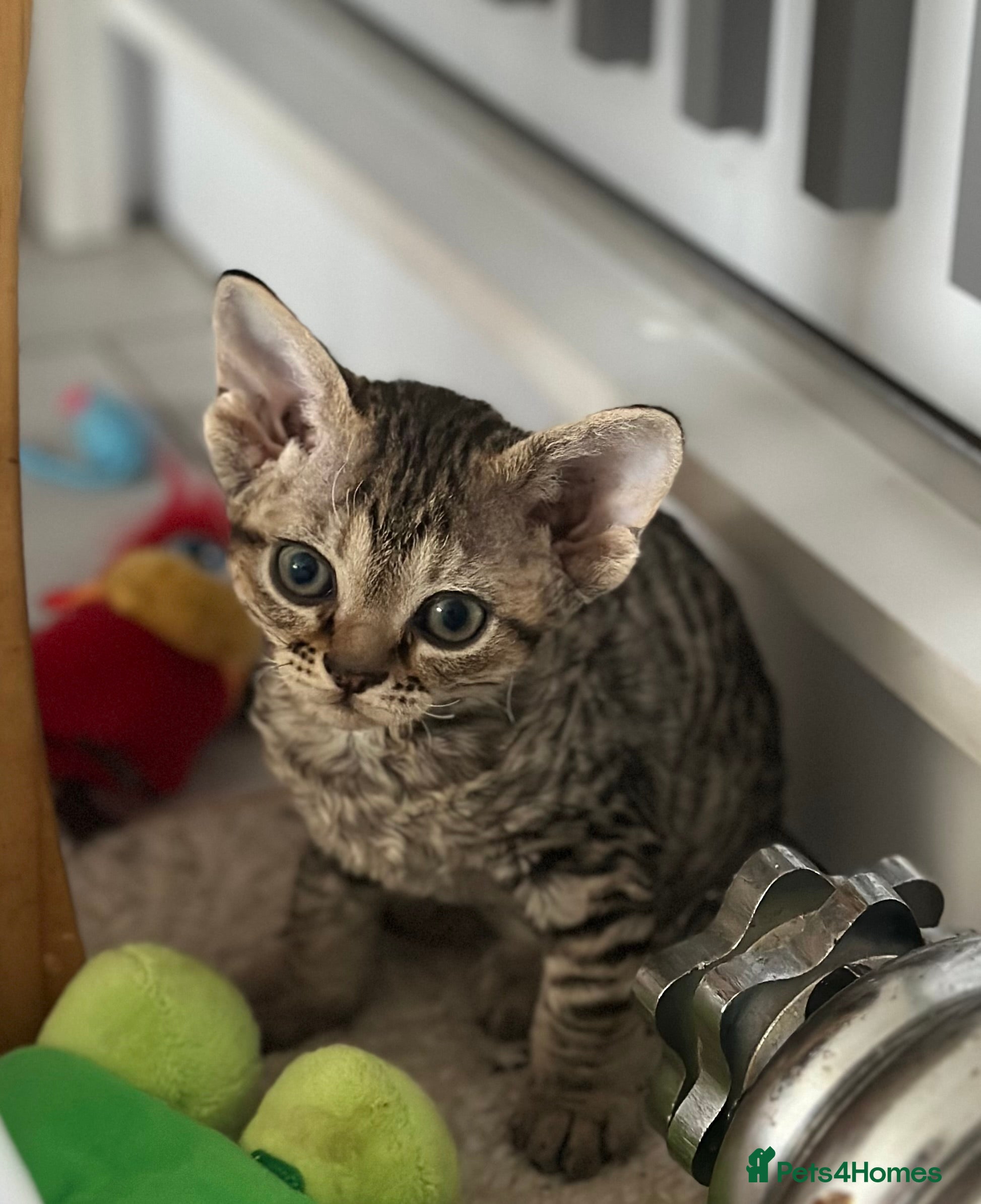 Devon Rex cats Devon  - Advert 4