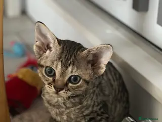 Devon Rex cats Devon - Advert 4