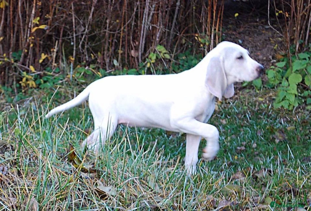 Mixed Breed dogs for sale: Porcelaine Hound Puppies - Advert 3