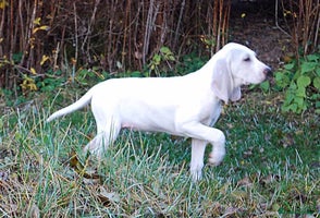 Mixed Breed dogs - Advert 25