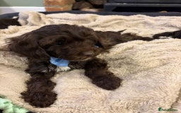 Cockapoo dogs for sale: Beautiful litter of chocolate cockapoo puppies  - Advert 10