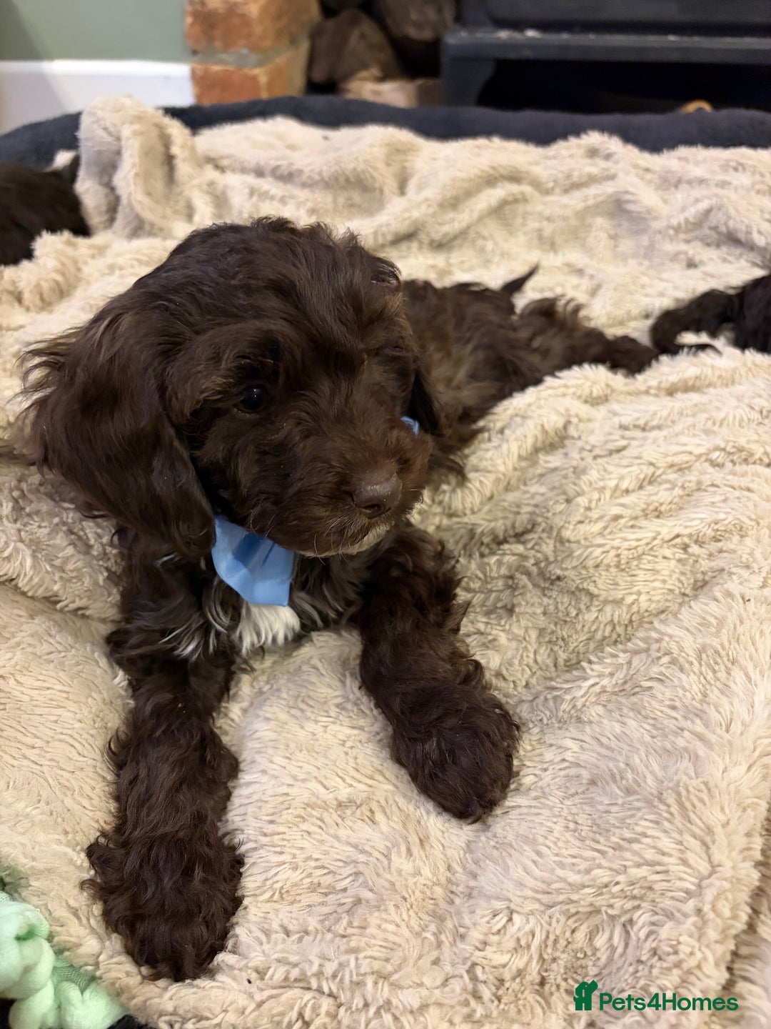 Cockapoo dogs for sale: Beautiful litter of chocolate cockapoo puppies  - Advert 10