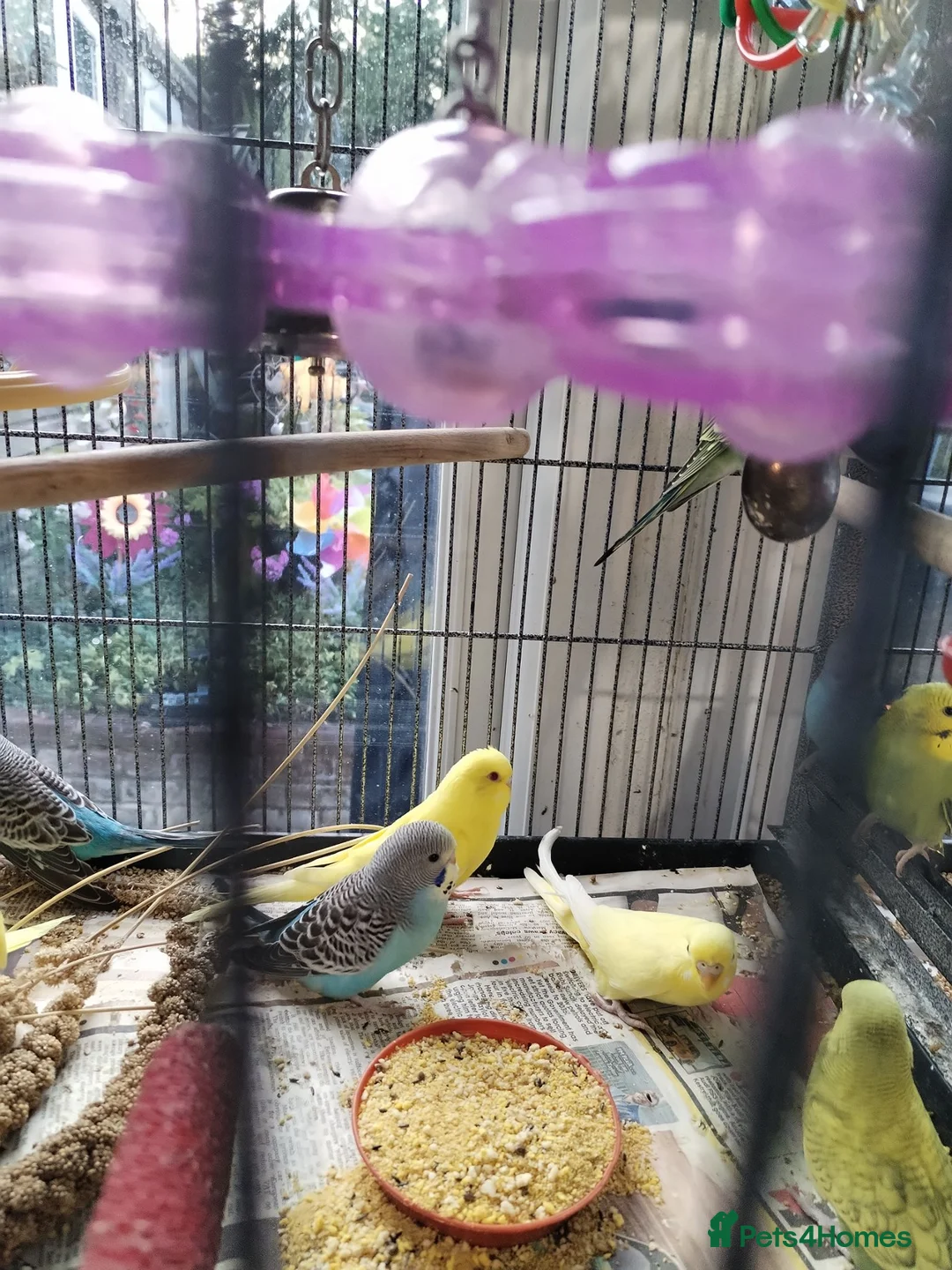 Budgerigars birds for sale: Beautiful baby budgies  - Advert 2