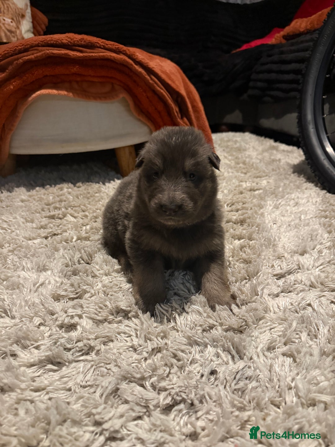 German Shepherd dogs for sale: Blue eyed long hair, blue German shepherds - Advert 26