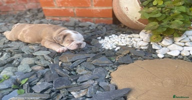 English Bulldog dogs - Advert 14