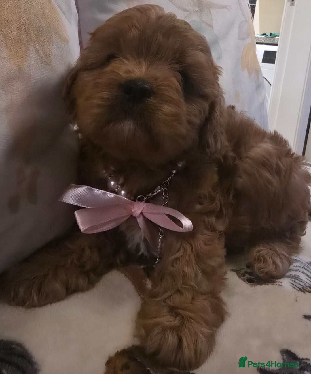 Cavapoo dogs for sale: Ruby red cavapoo puppies - Image 12