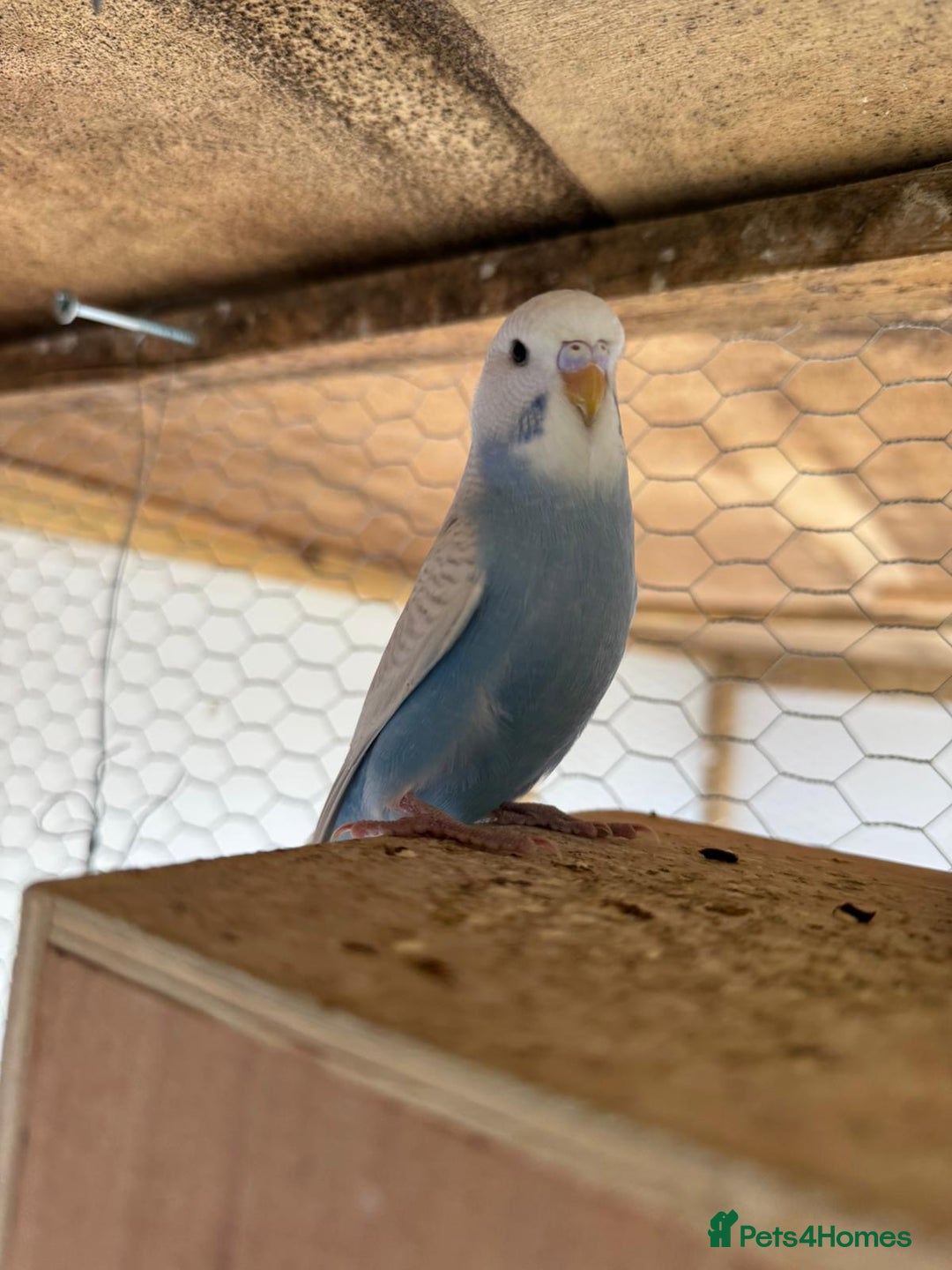 Budgerigars birds for sale: Budgies for sale  - Image 2