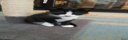 Mixed Breed cats for sale: Mixed breed Kittens for sale  - Advert 13