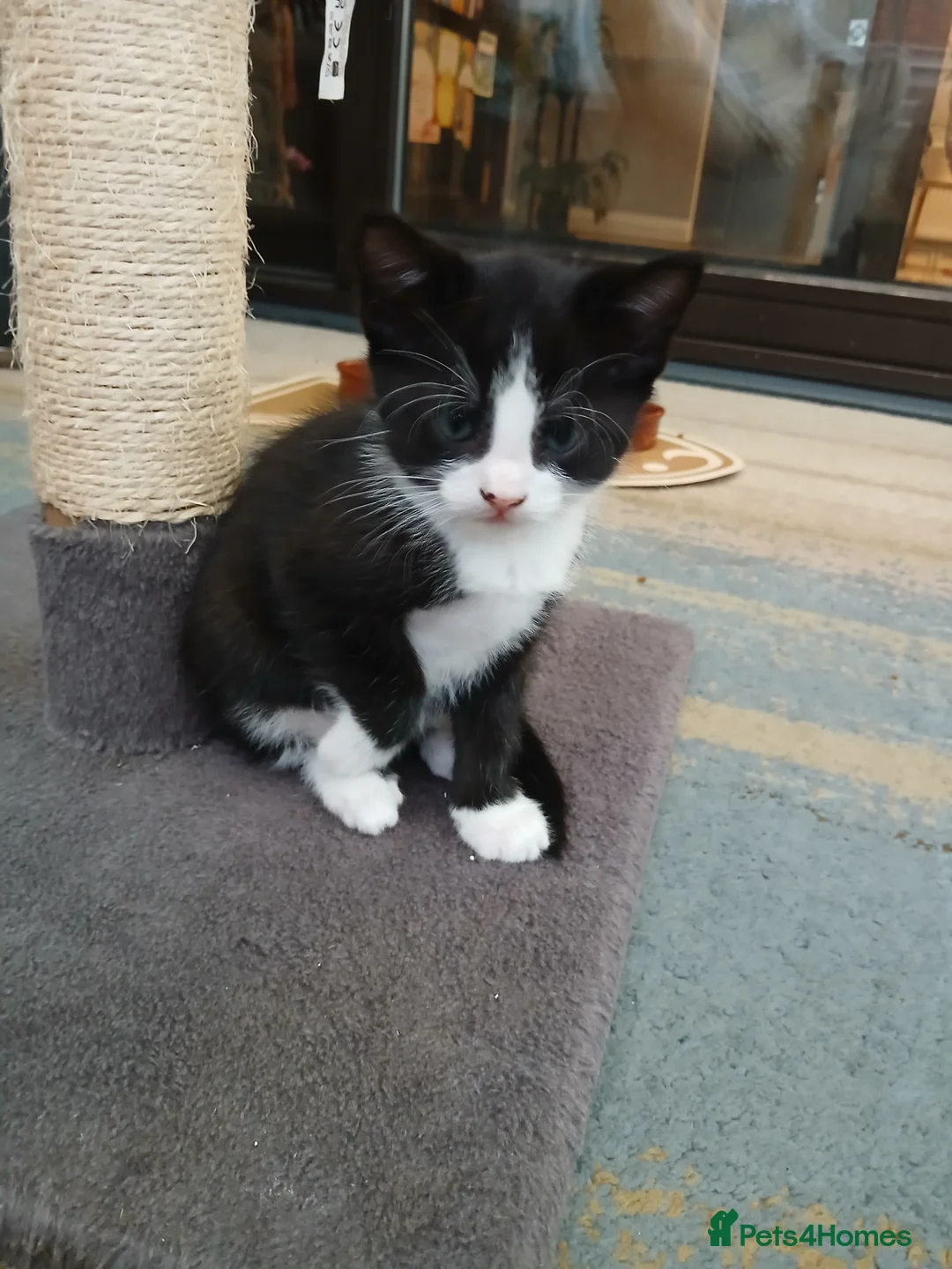 Mixed Breed cats for sale: Mixed breed Kittens for sale  - Advert 13