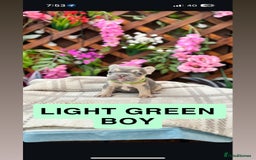 French Bulldog dogs for sale: Micro Frenchie Puppies – KC Registered - Image 33