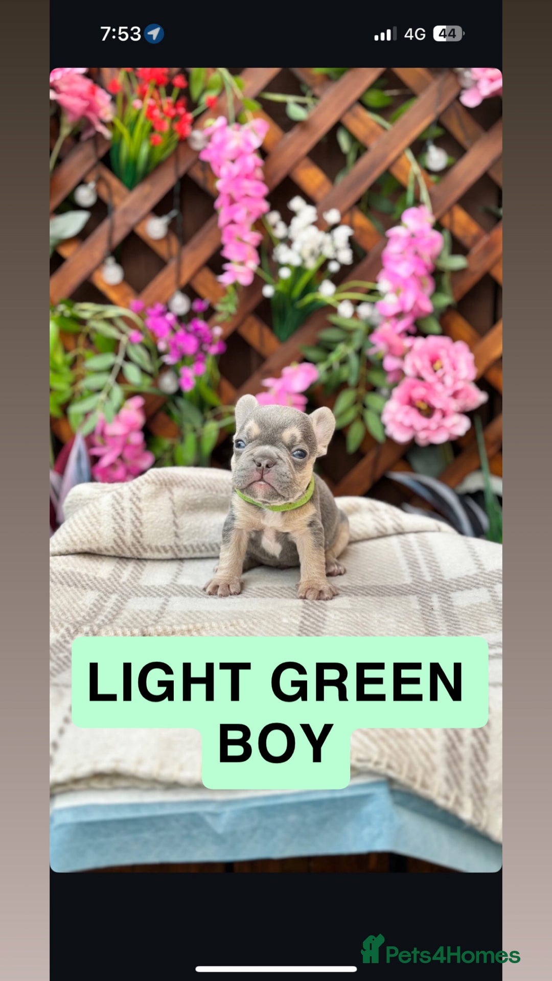 French Bulldog dogs for sale: Micro Frenchie Puppies – KC Registered - Image 33