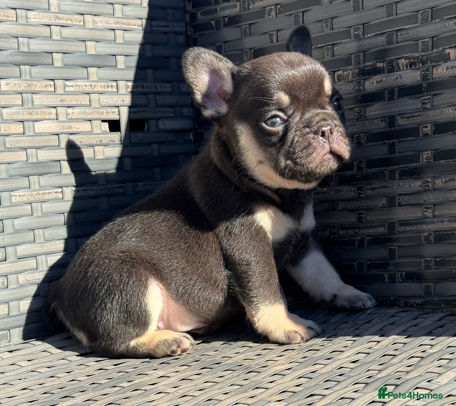 French Bulldog dogs HEALTH TESTED QUALITY FRENCH BULLDOG PUPPIES - Advert 1