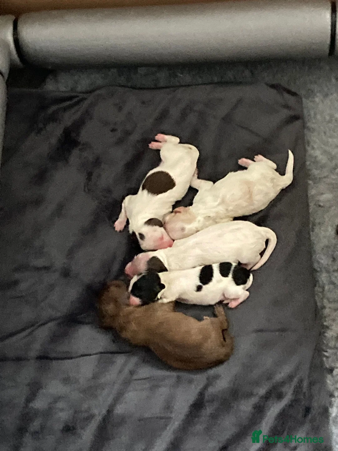 Toy Poodle dogs for stud: Silver Toy poodle  in Verwood - Advert 17