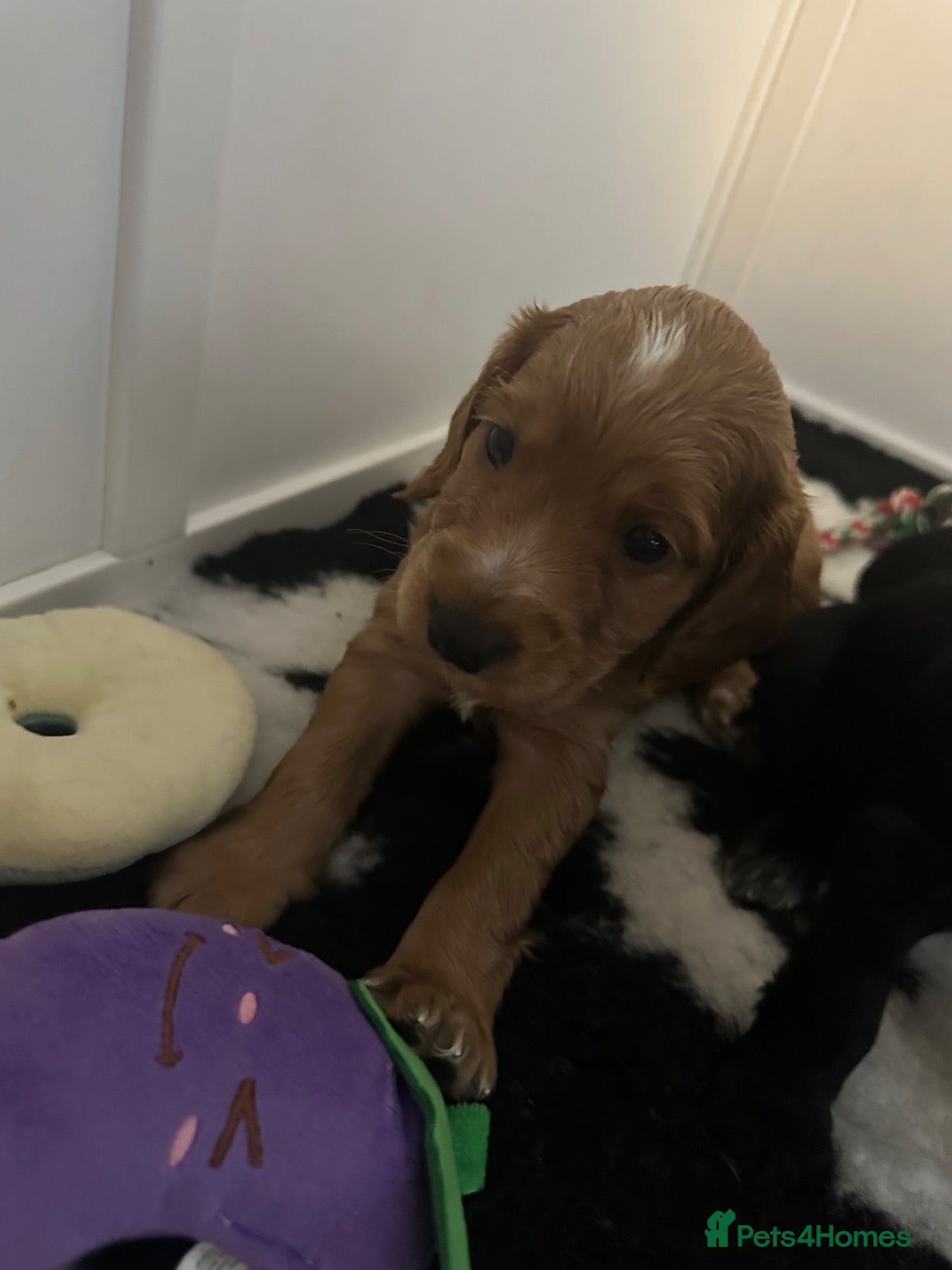 Cockapoo dogs 🐾 GORGEOUS FB1 COCKAPOO PUPPIES 4 boys available  - Advert 1