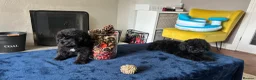 Toy Poodle dogs for sale: 🤩Stunning, Intelligent & Cuddly Fur Babies ⭐️😍 in Walsall - Advert 11