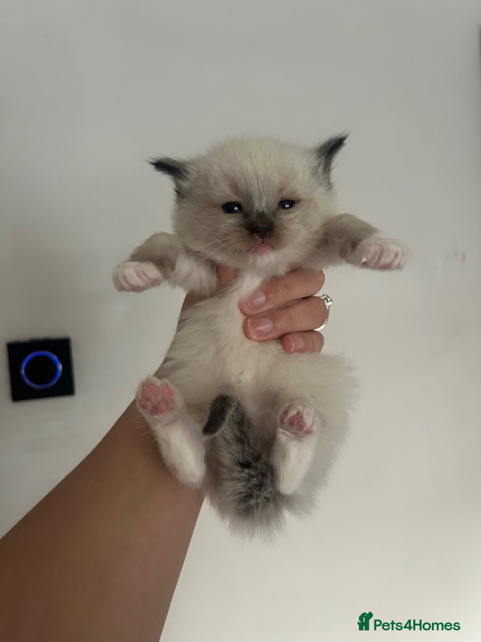 Ragdoll cats Ragdoll kittens 💕💙 - Advert 16