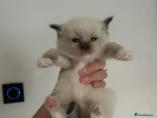 Ragdoll cats Ragdoll kittens 💕💙 - Advert 16