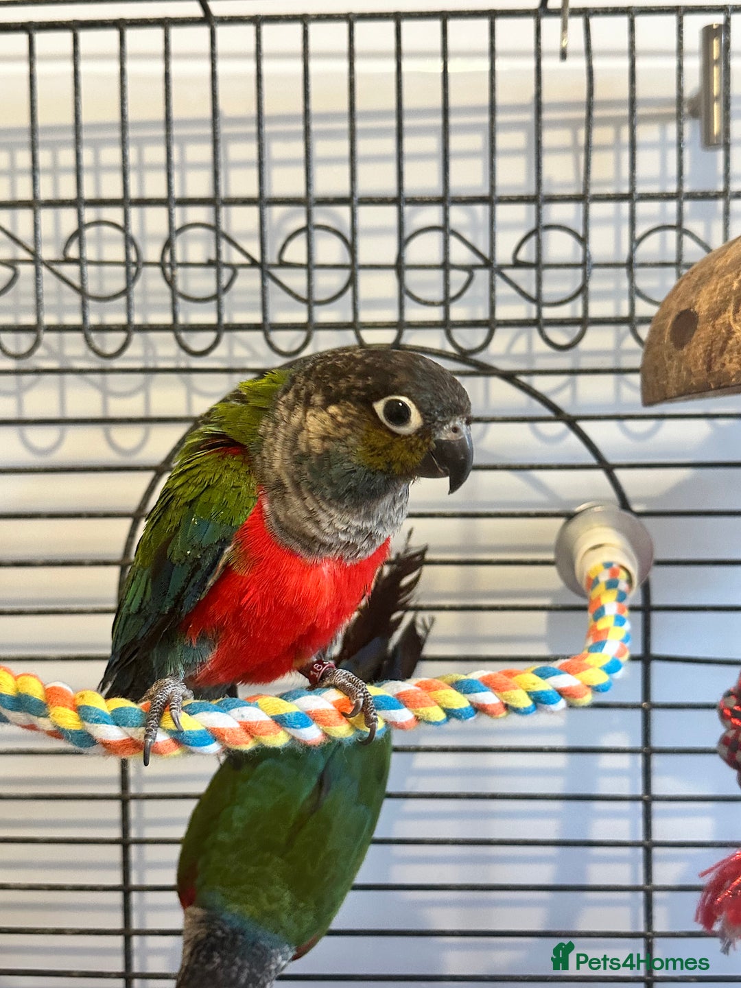 Conures birds for sale: CRIMSON BELLIED CONURE PAIR - Image 4