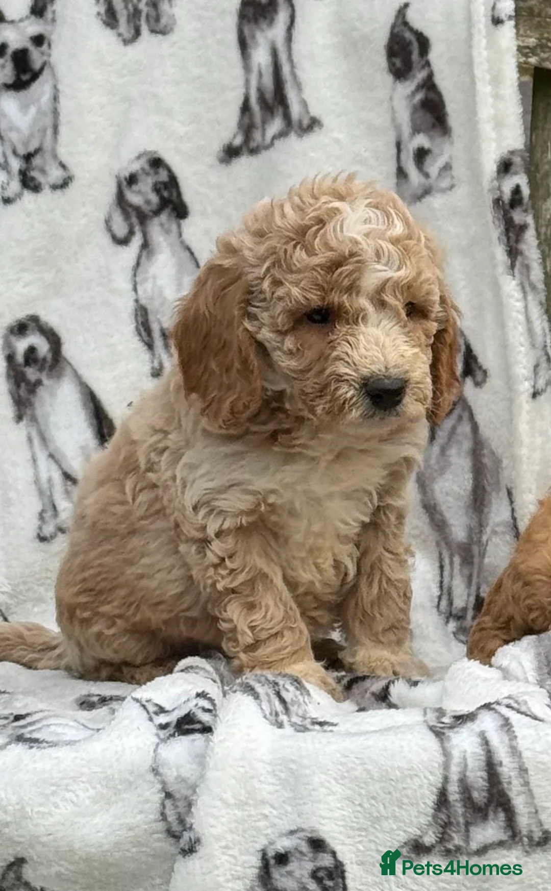 Cockapoo dogs for sale: Ready now!!Beautiful mini cockapoo puppy’s🩷🩵 - Advert 39