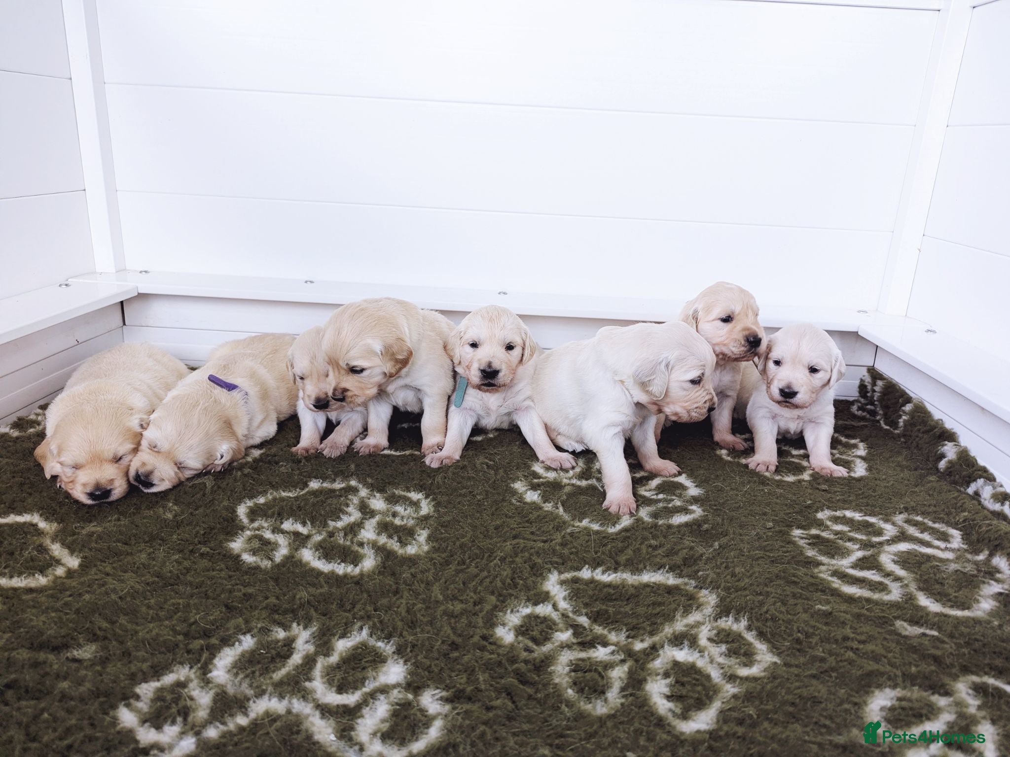 Golden Retriever dogs Chunky cream and golden puppies - Advert 2